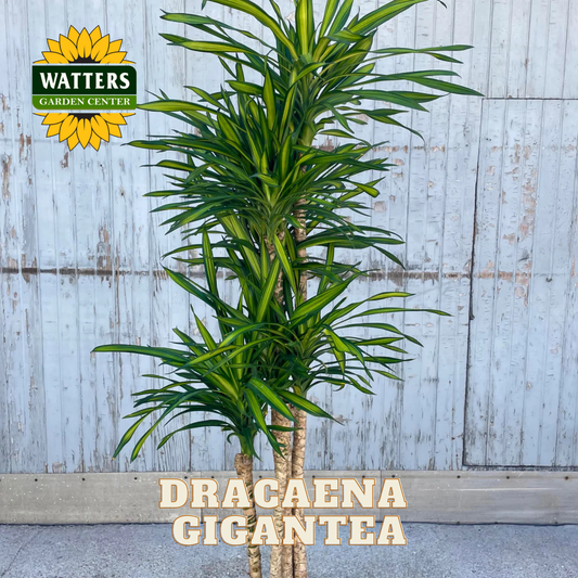 Dracaena Gigantea plant with Watters Garden Center logo on a wooden background