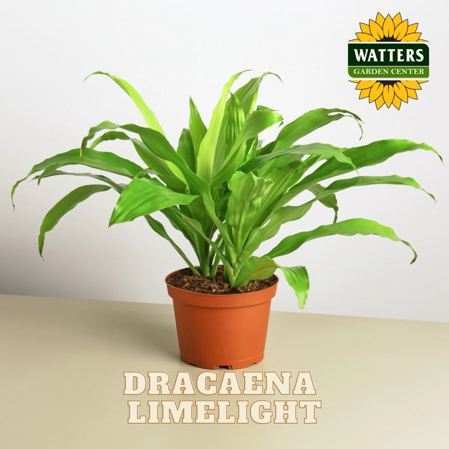Potted Dracaena Limelight plant with Watters Garden Center logo on a light background