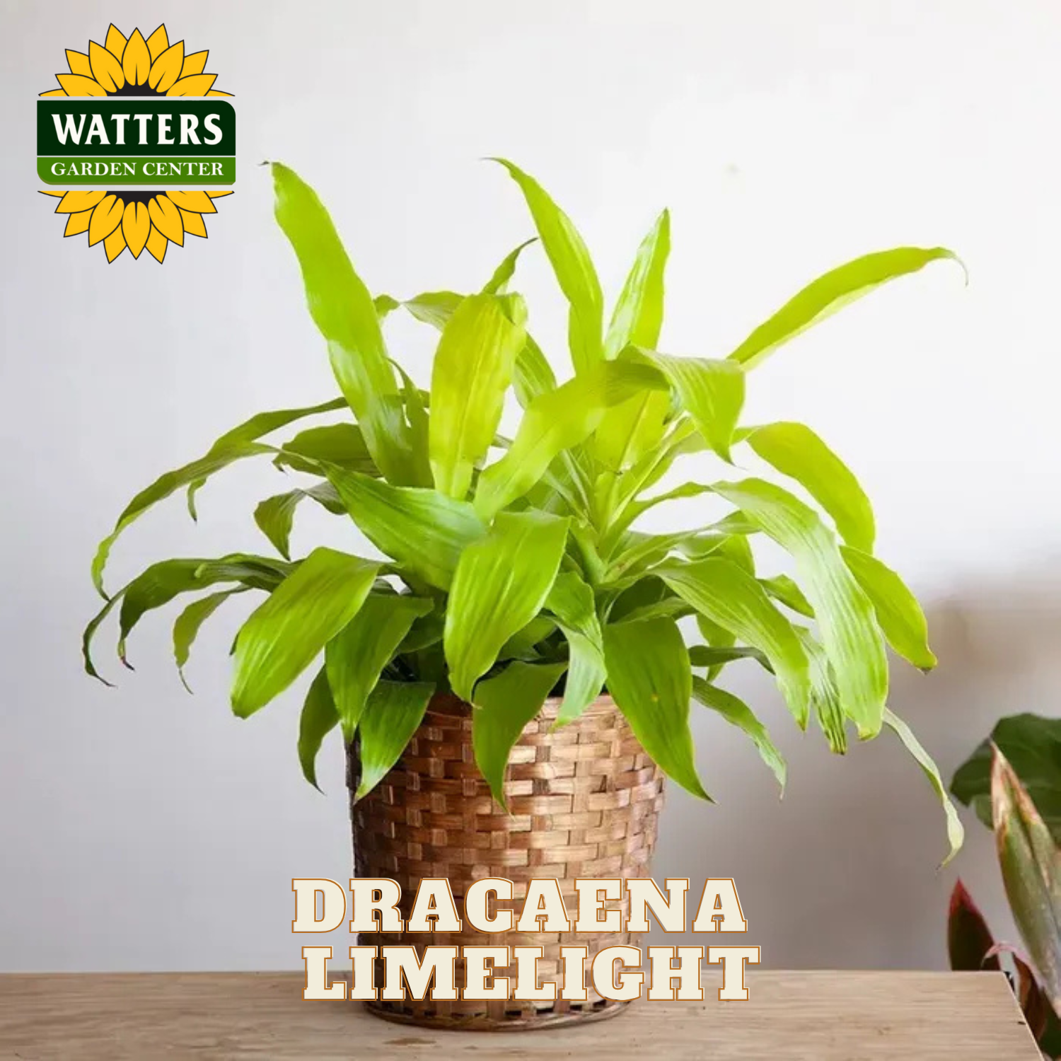 Potted Dracaena Limelight plant with Watters Garden Center logo on a neutral background