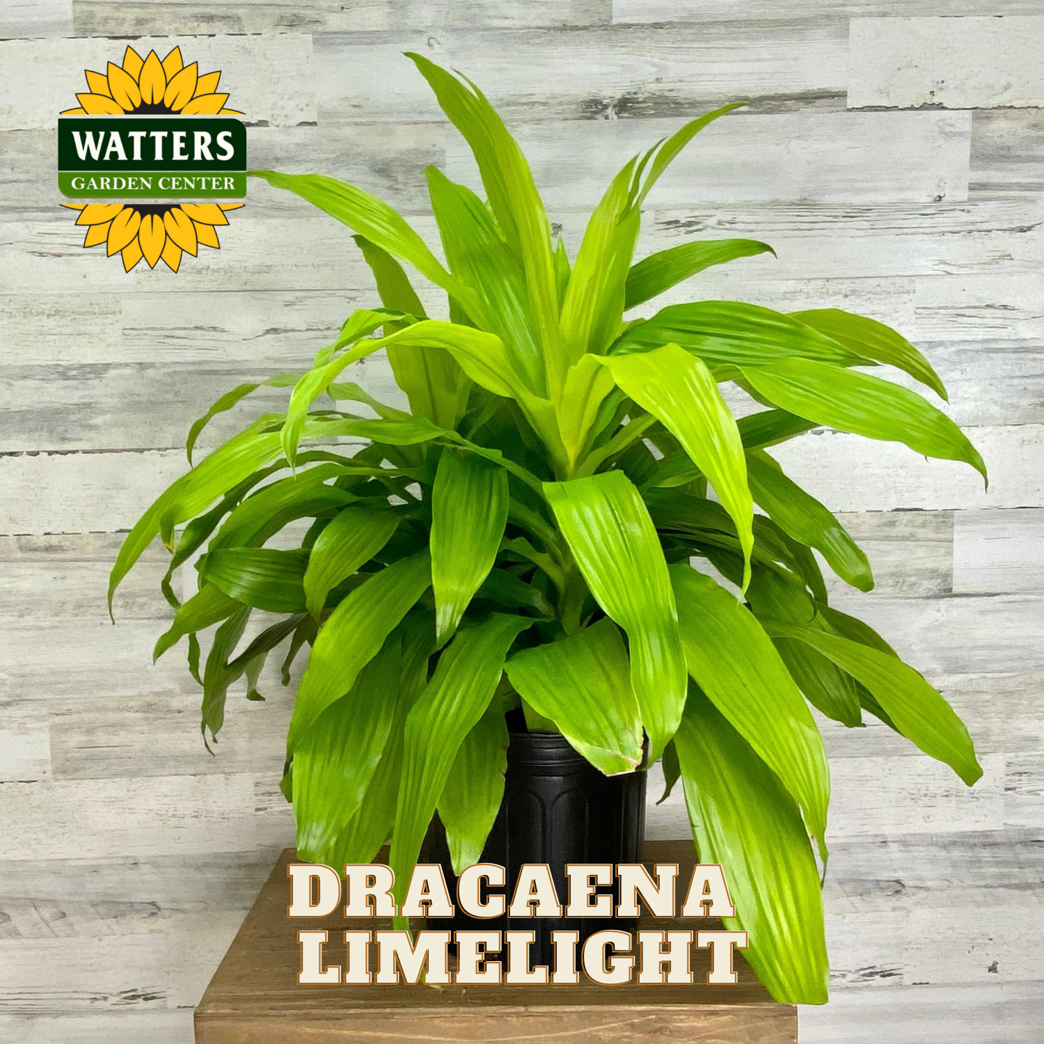 Potted Dracaena Limelight plant with Watters Garden Center logo on a wooden stand against a wooden wall.