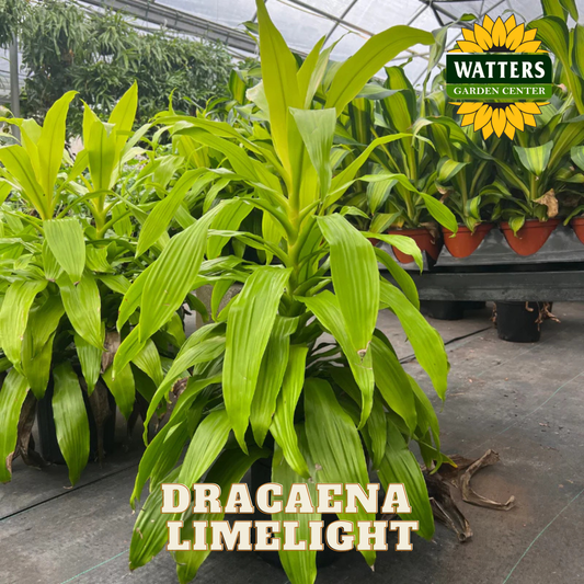Dracaena Limelight plant in a greenhouse with Watters Garden Center branding.