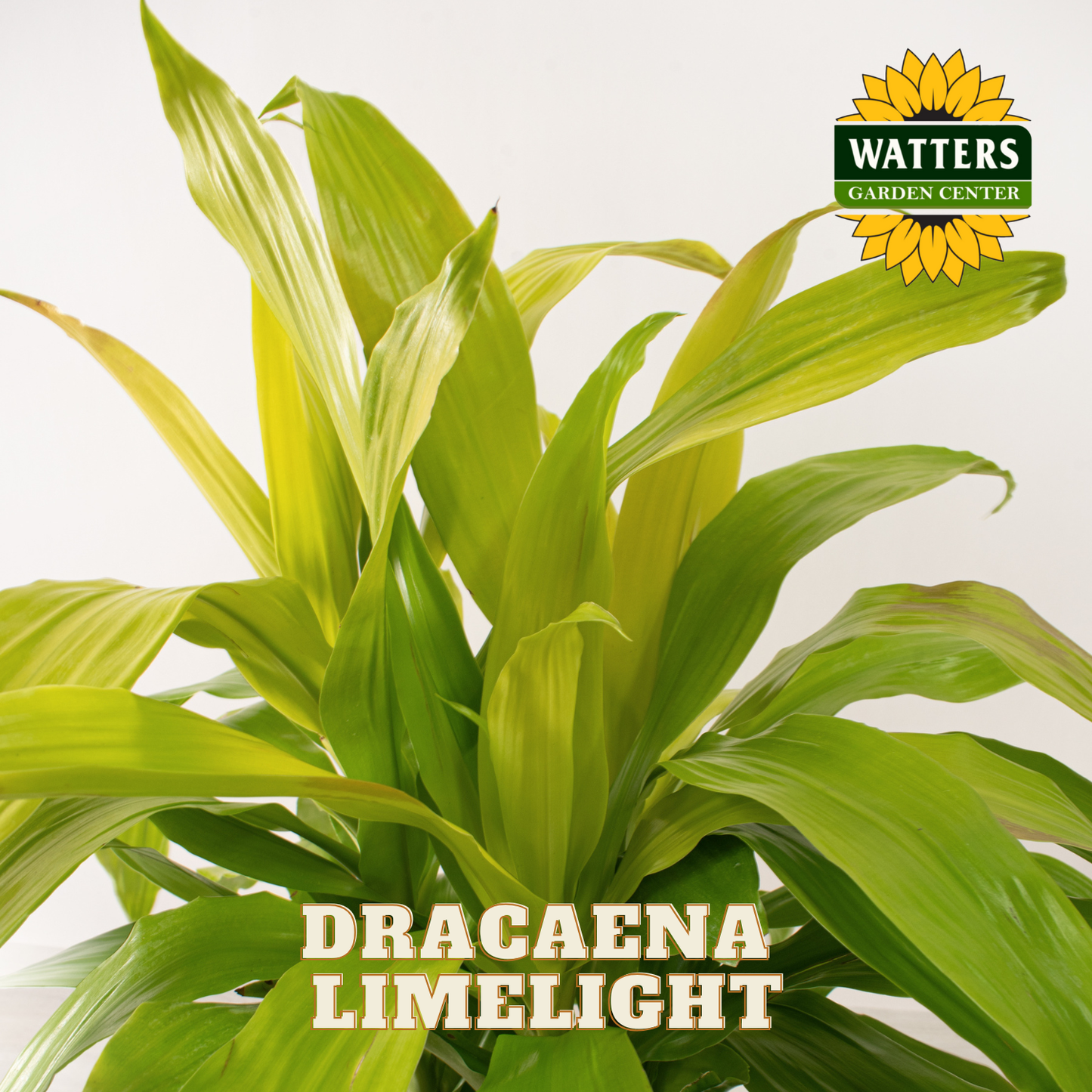 Dracaena Limelight plant with Watters Garden Center logo