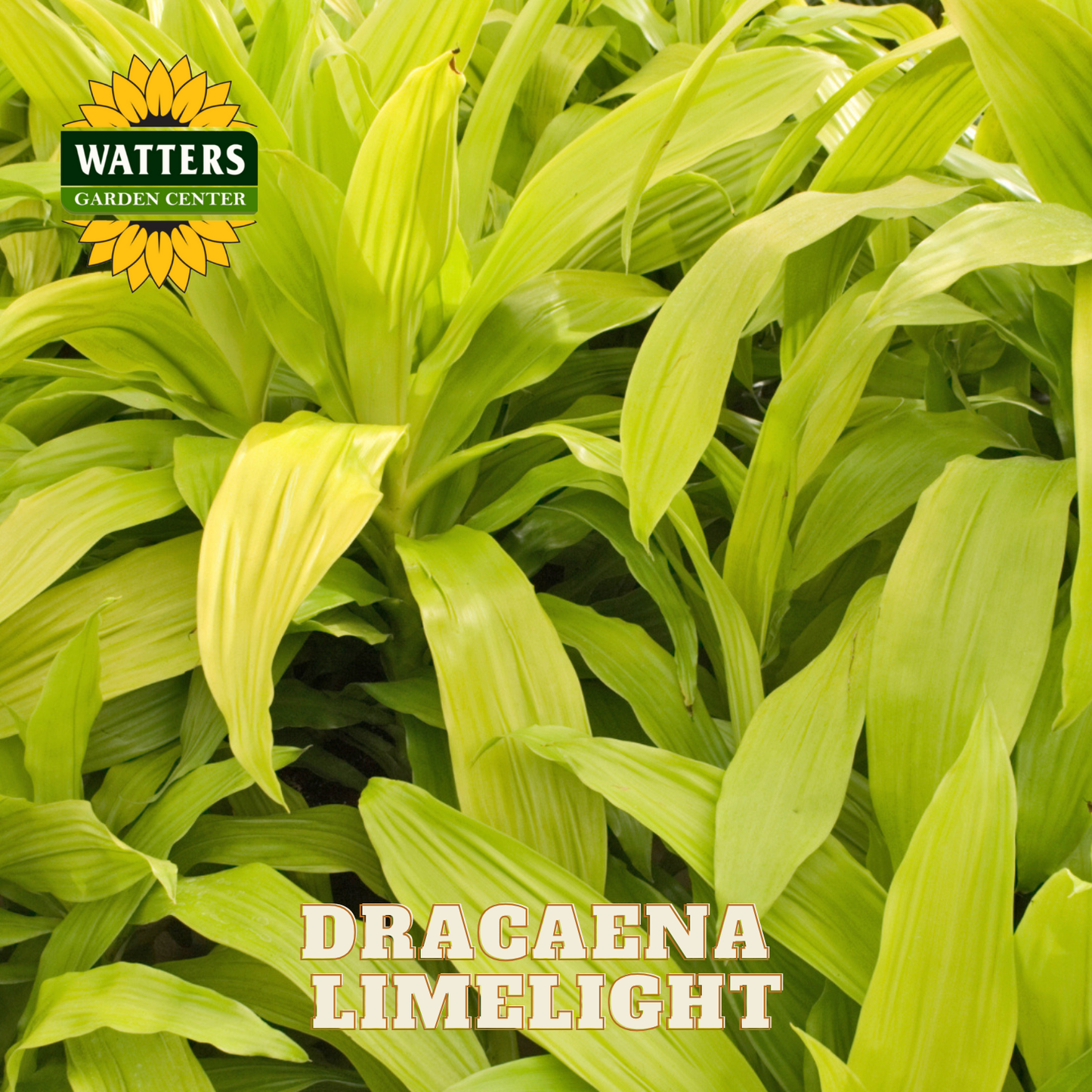 Dracaena Limelight plant with Watters Garden Center logo