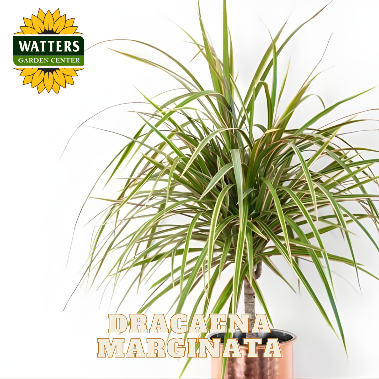 Potted Dracaena Marginata plant with Watters Garden Center logo on a white background