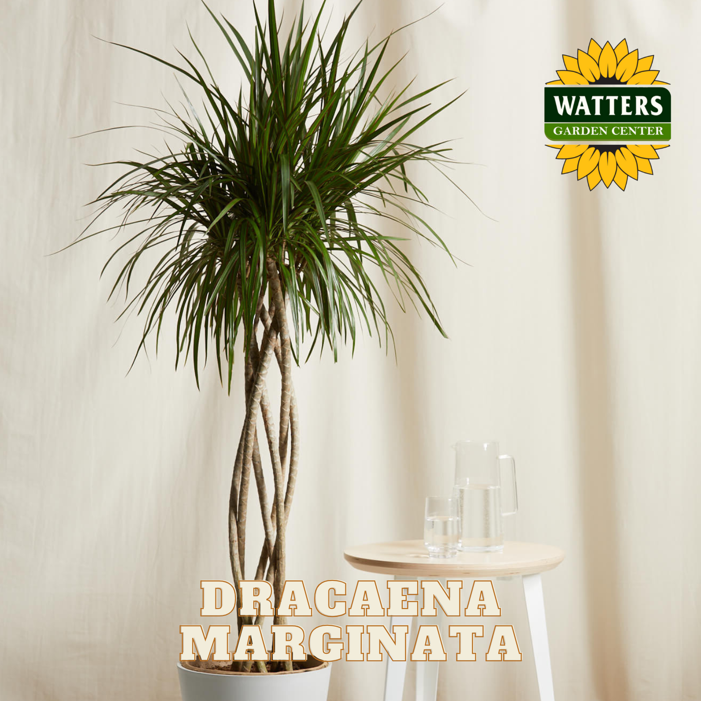 Dracaena Marginata plant in a pot with Watters Garden Center logo on a neutral background