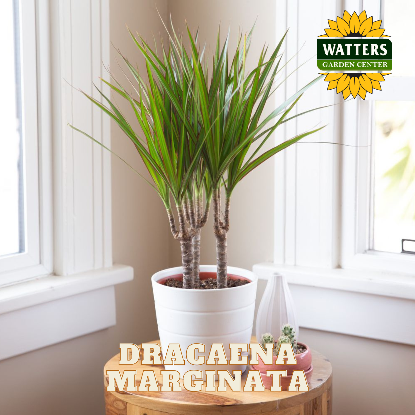 Potted Dracaena Marginata plant on a wooden stool with Watters Garden Center branding.