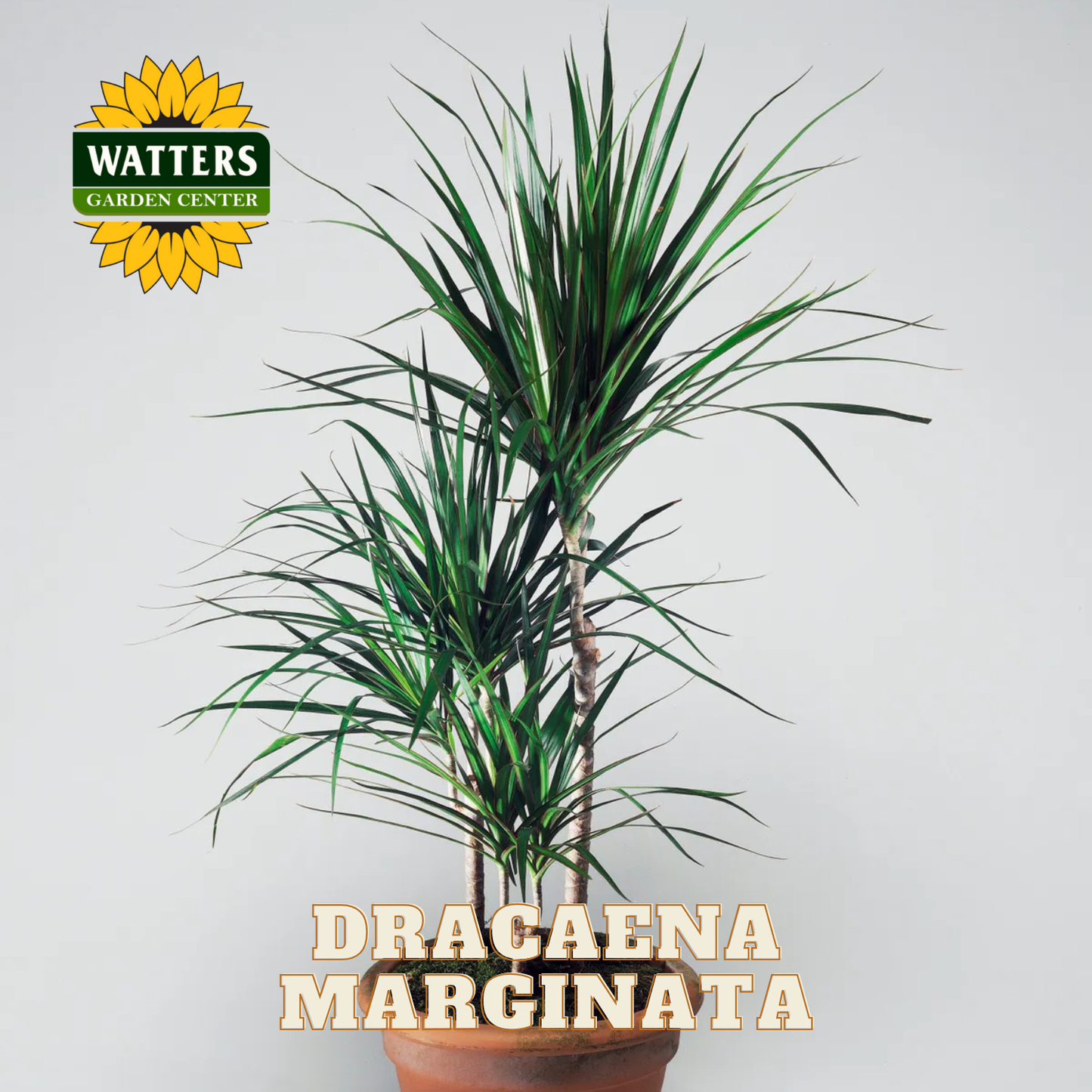 Potted Dracaena Marginata plant with Watters Garden Center logo on a light gray background