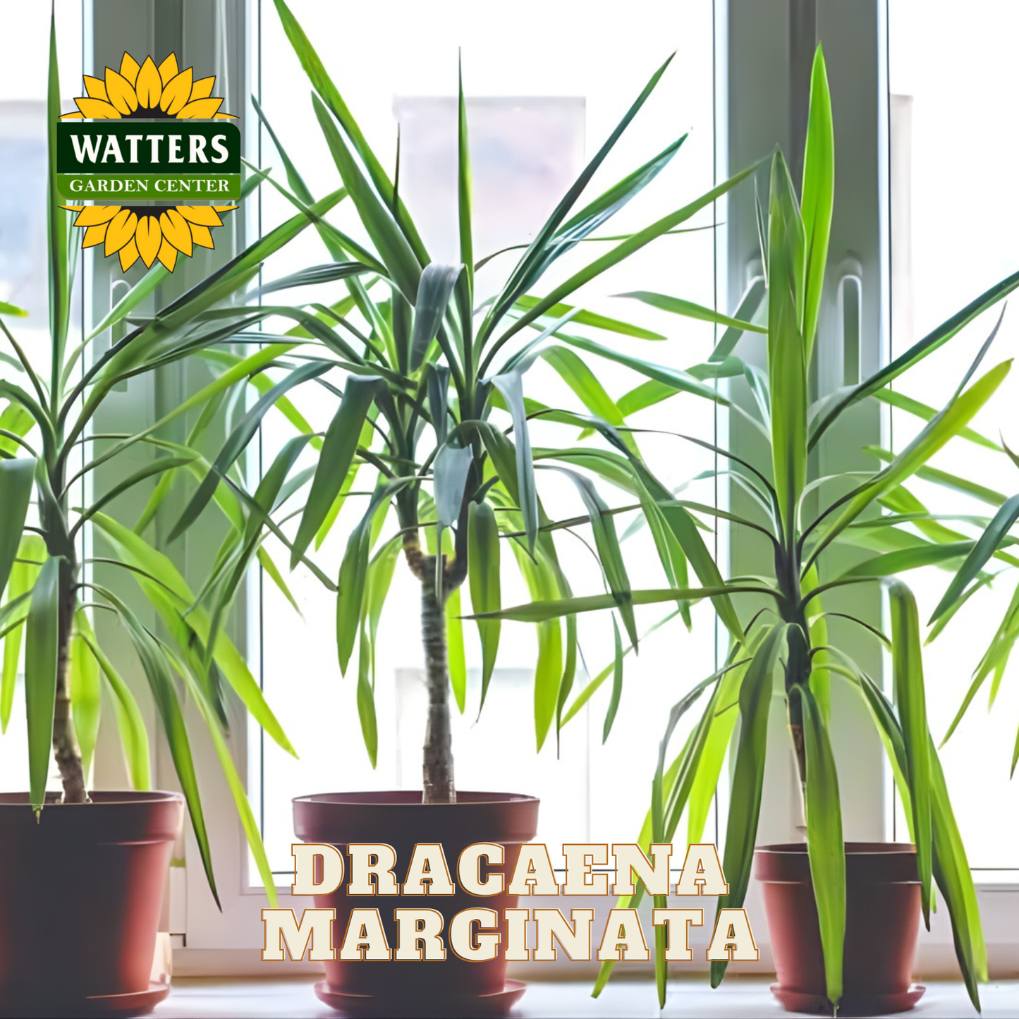 Dracaena Marginata plants in pots with Watters Garden Center logo.