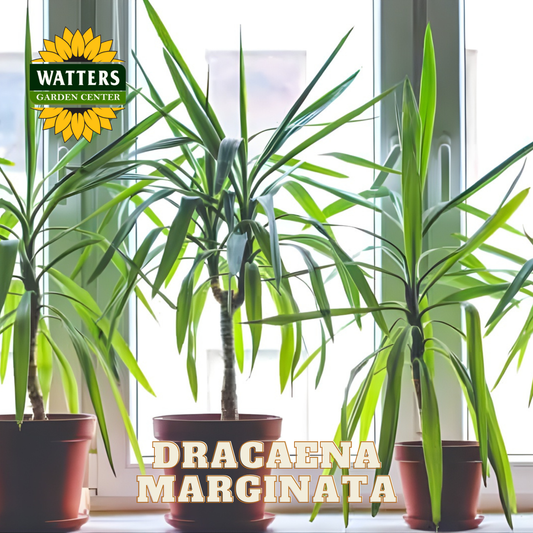 Dracaena Marginata plants in pots with Watters Garden Center logo.