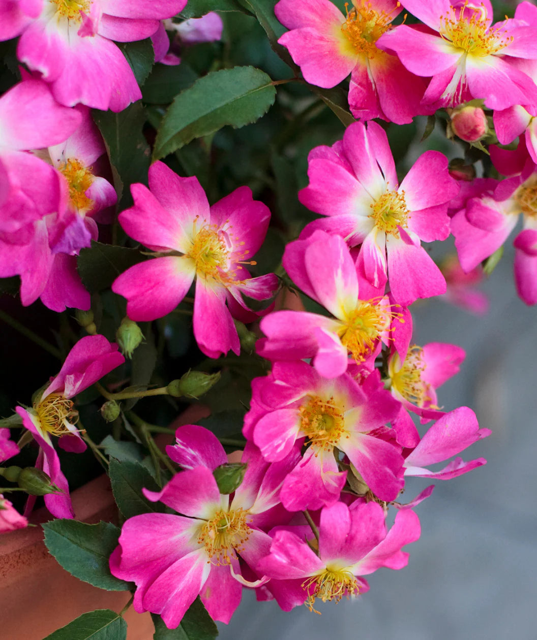 Pink Drift® Rose (ROSE DRIFT PINK) - 2 gallon