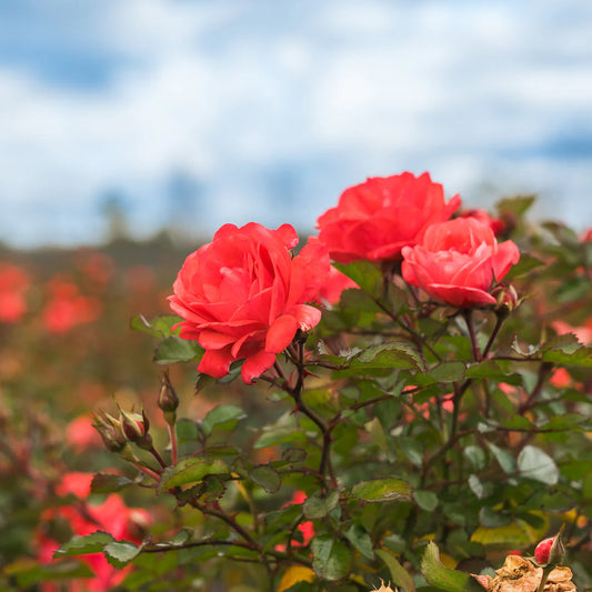 Coral Drift® Rose (ROSE DRIFT CORAL) - 2 gallon