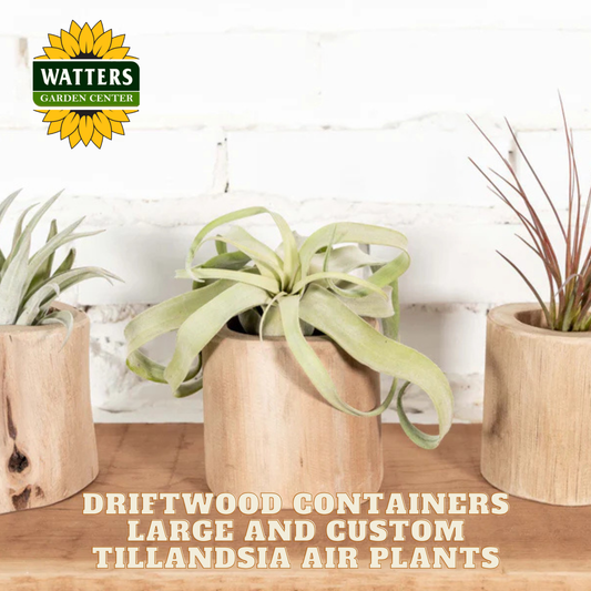 Driftwood Containers Large and Custom Tillandsia Air Plants Set of 2