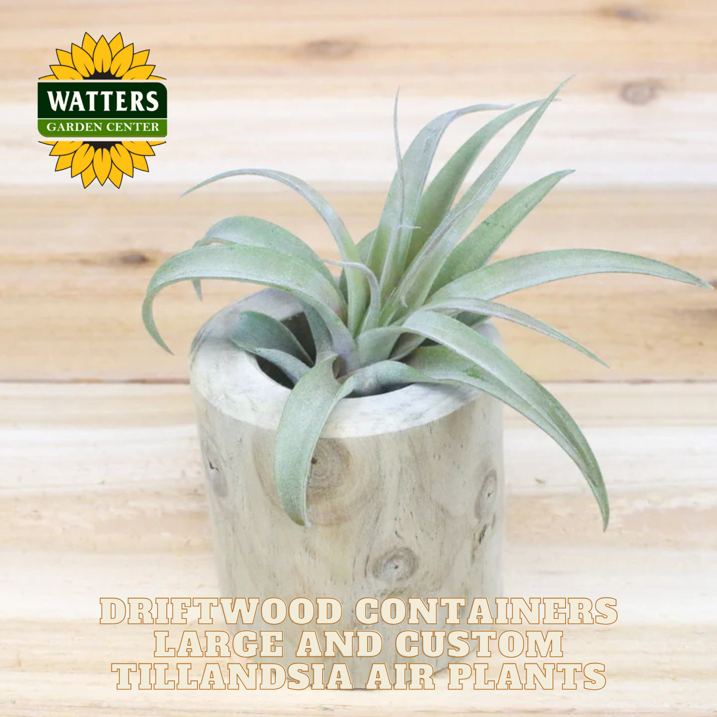 Driftwood Containers Large and Custom Tillandsia Air Plants Set of 2
