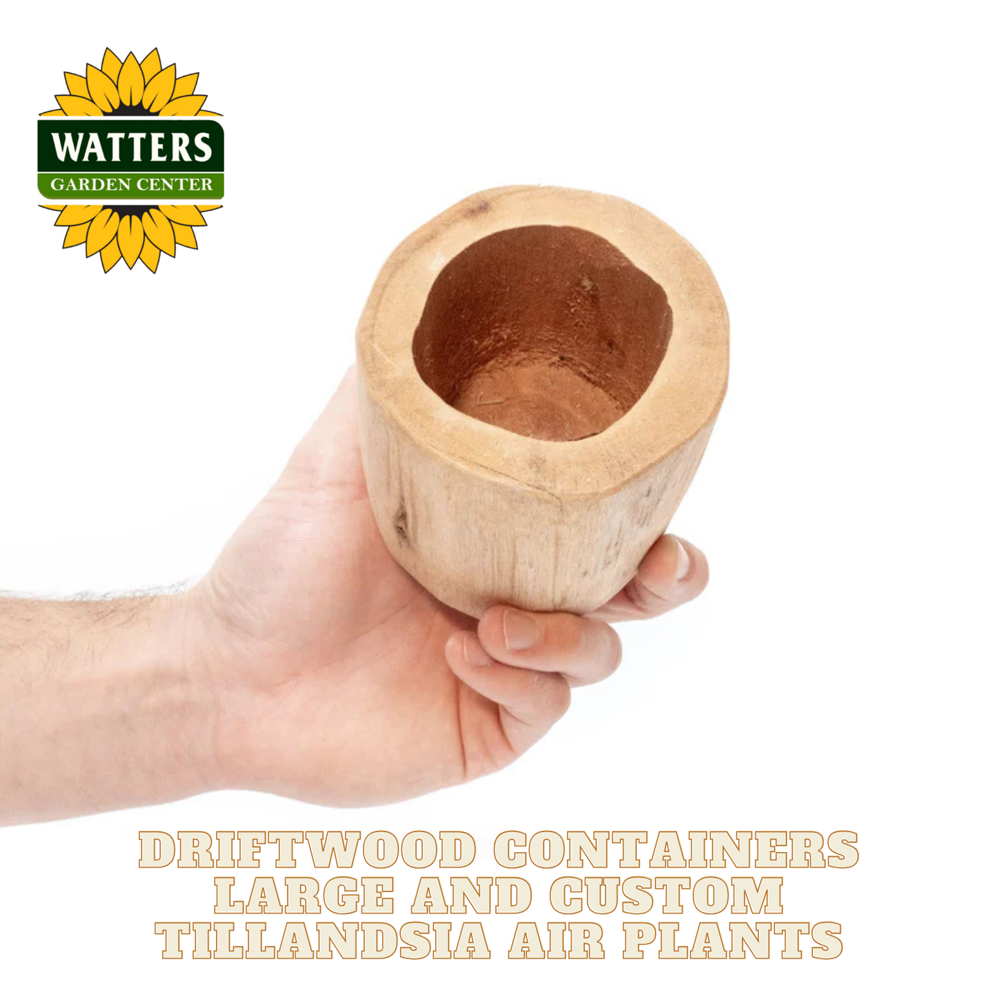 Driftwood Containers Large and Custom Tillandsia Air Plants Set of 2