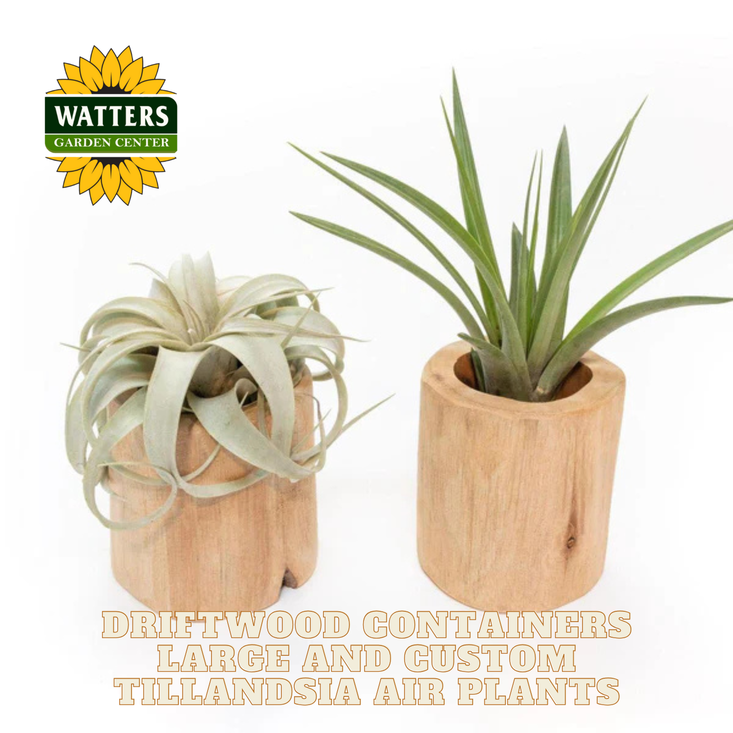 Driftwood Containers Large and Custom Tillandsia Air Plants Set of 2