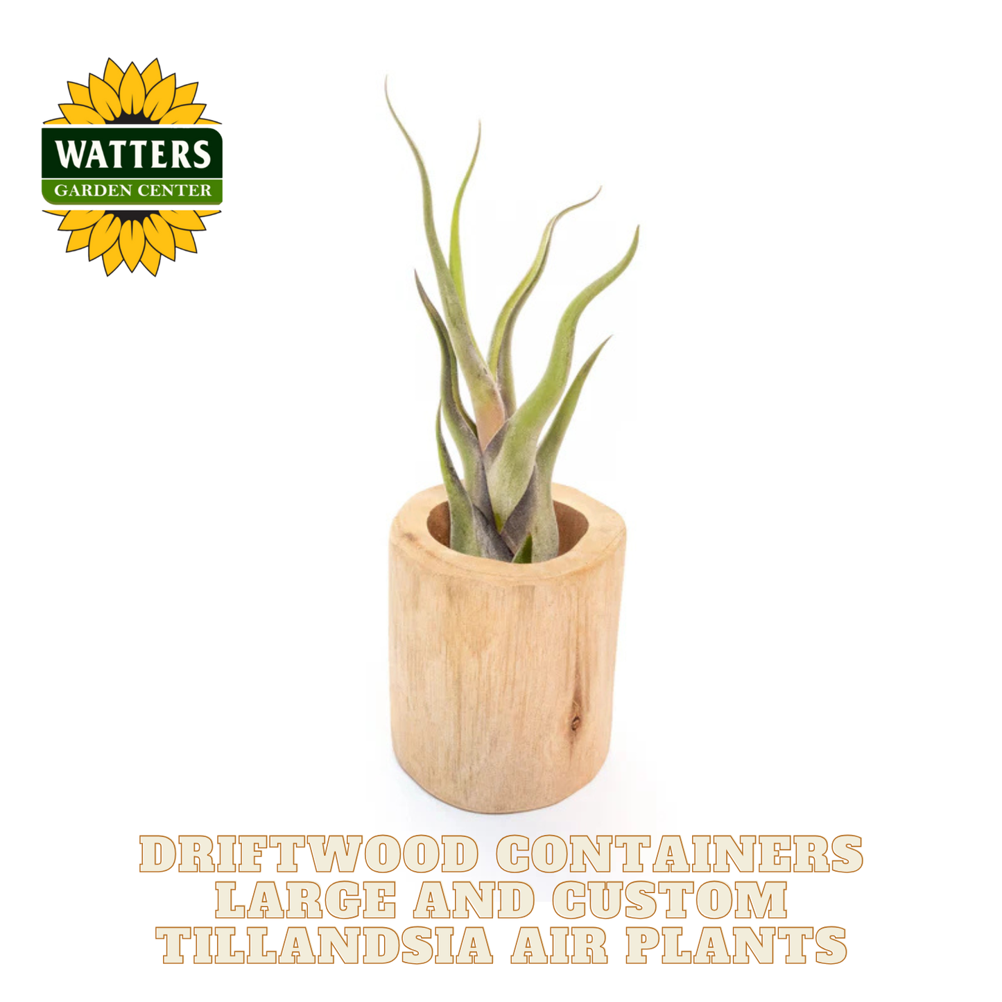 Driftwood Containers Large and Custom Tillandsia Air Plants Set of 2