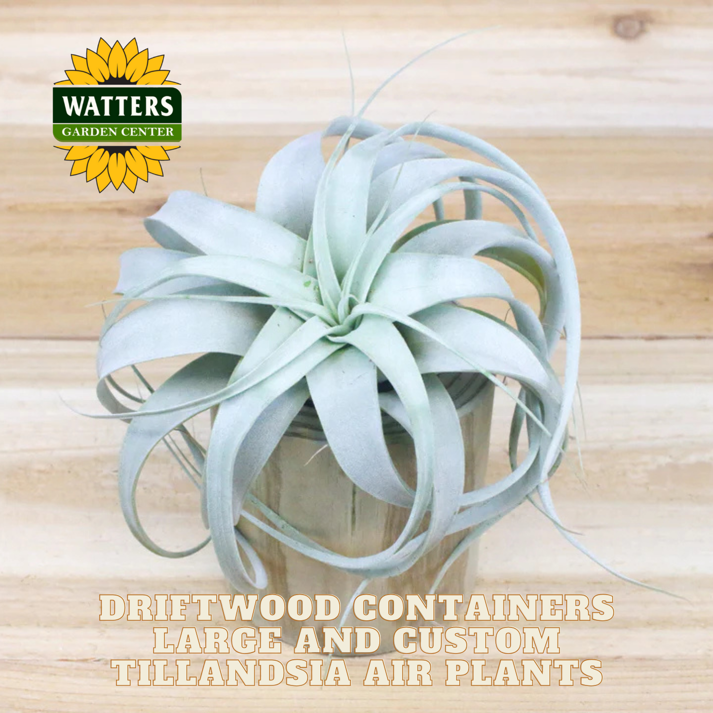 Driftwood Containers Large and Custom Tillandsia Air Plants Set of 2