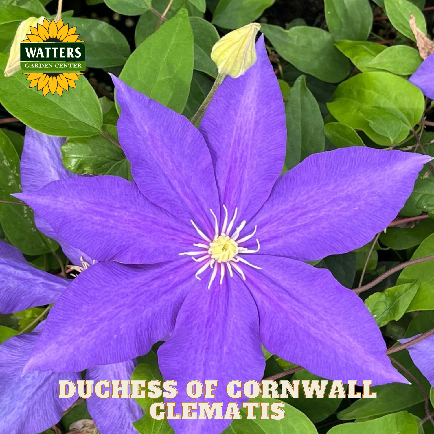 Purple clematis flower with green leaves and Watters Garden Center logo.
