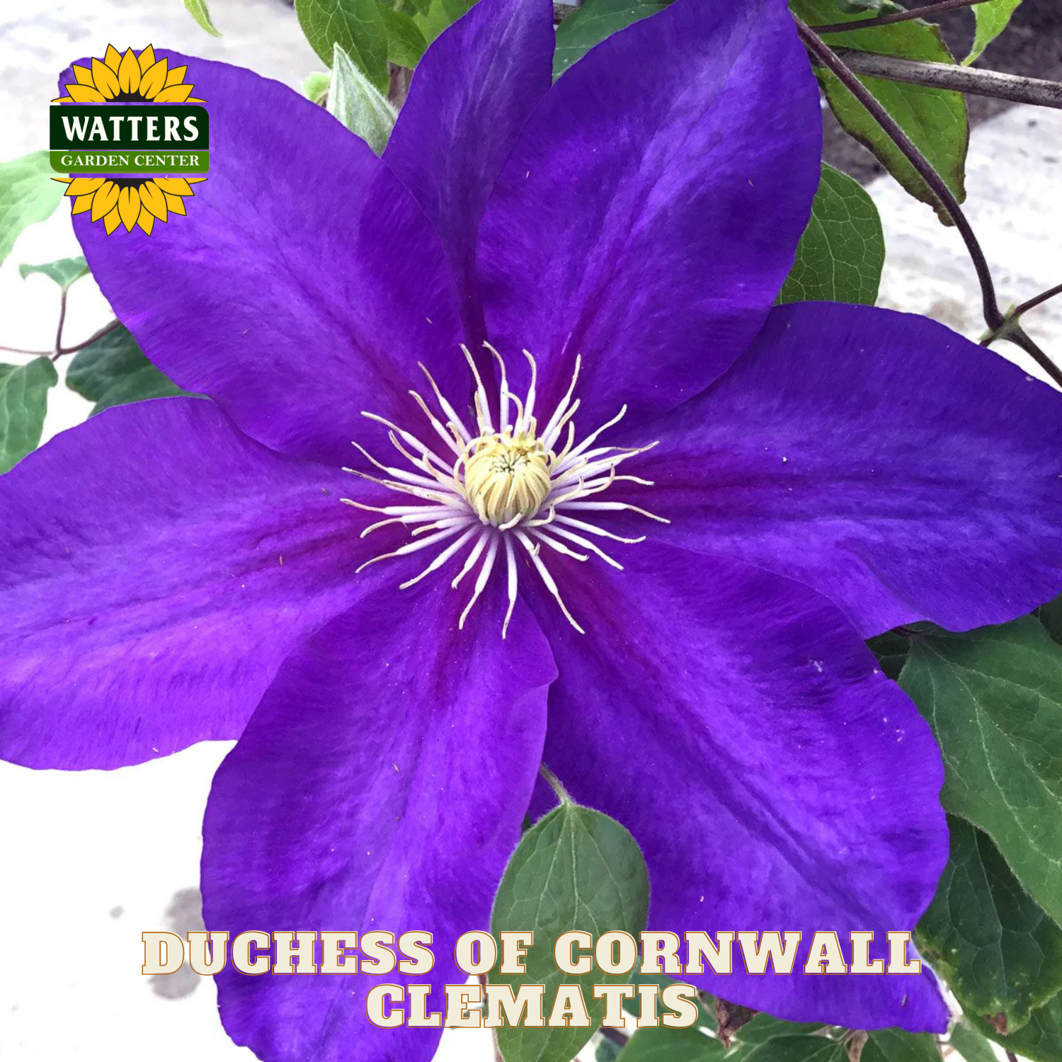 Purple clematis flower with green leaves and Watters Garden Center logo.