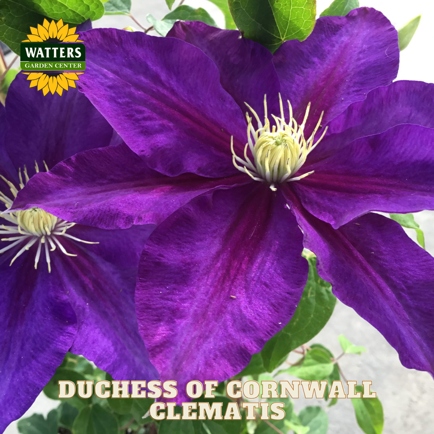Close-up of a purple clematis flower with green leaves, featuring Watters Garden Center branding.