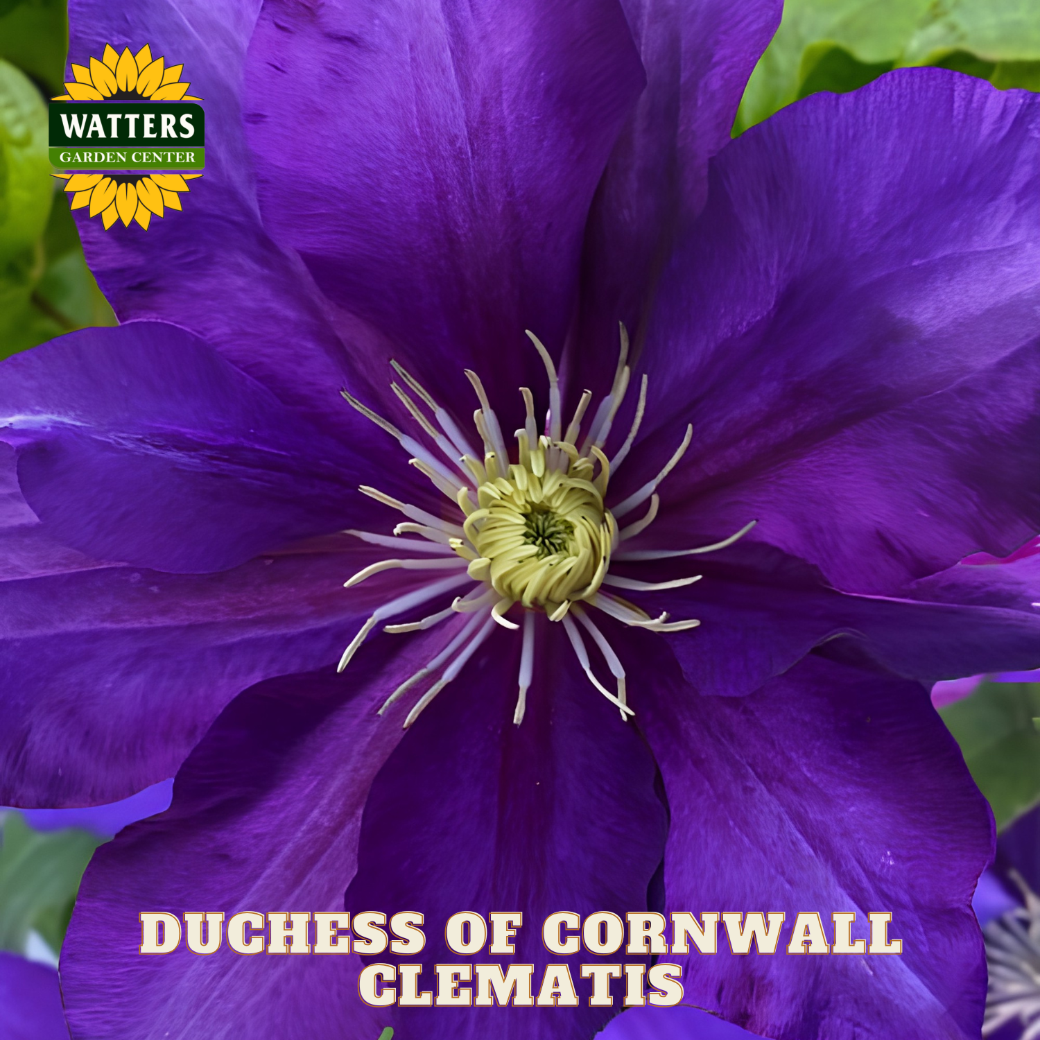 Close-up of a purple clematis flower with 'Watters Garden Center' logo.
