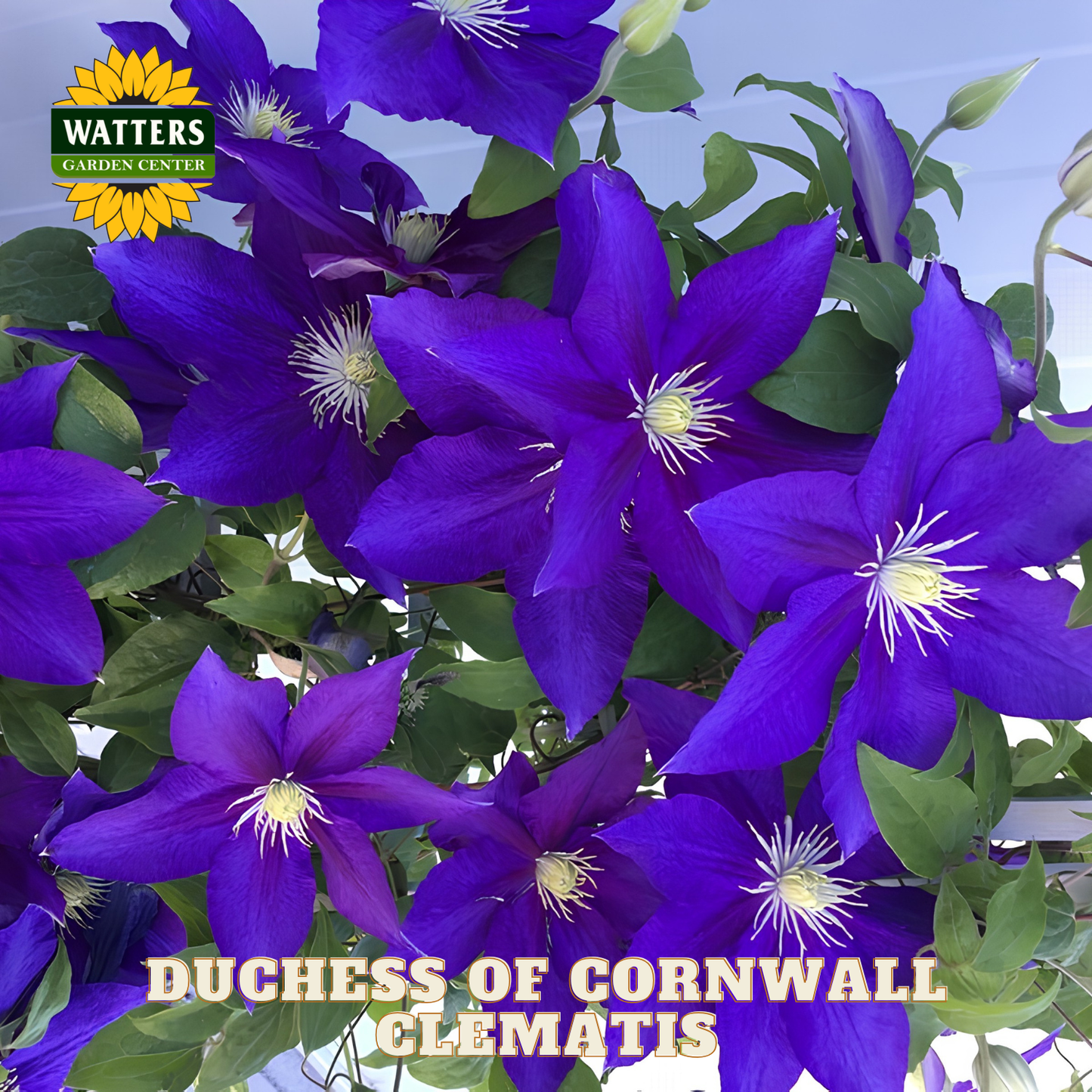 Bouquet of purple clematis flowers with green leaves, branded 'Watters Garden Center'.