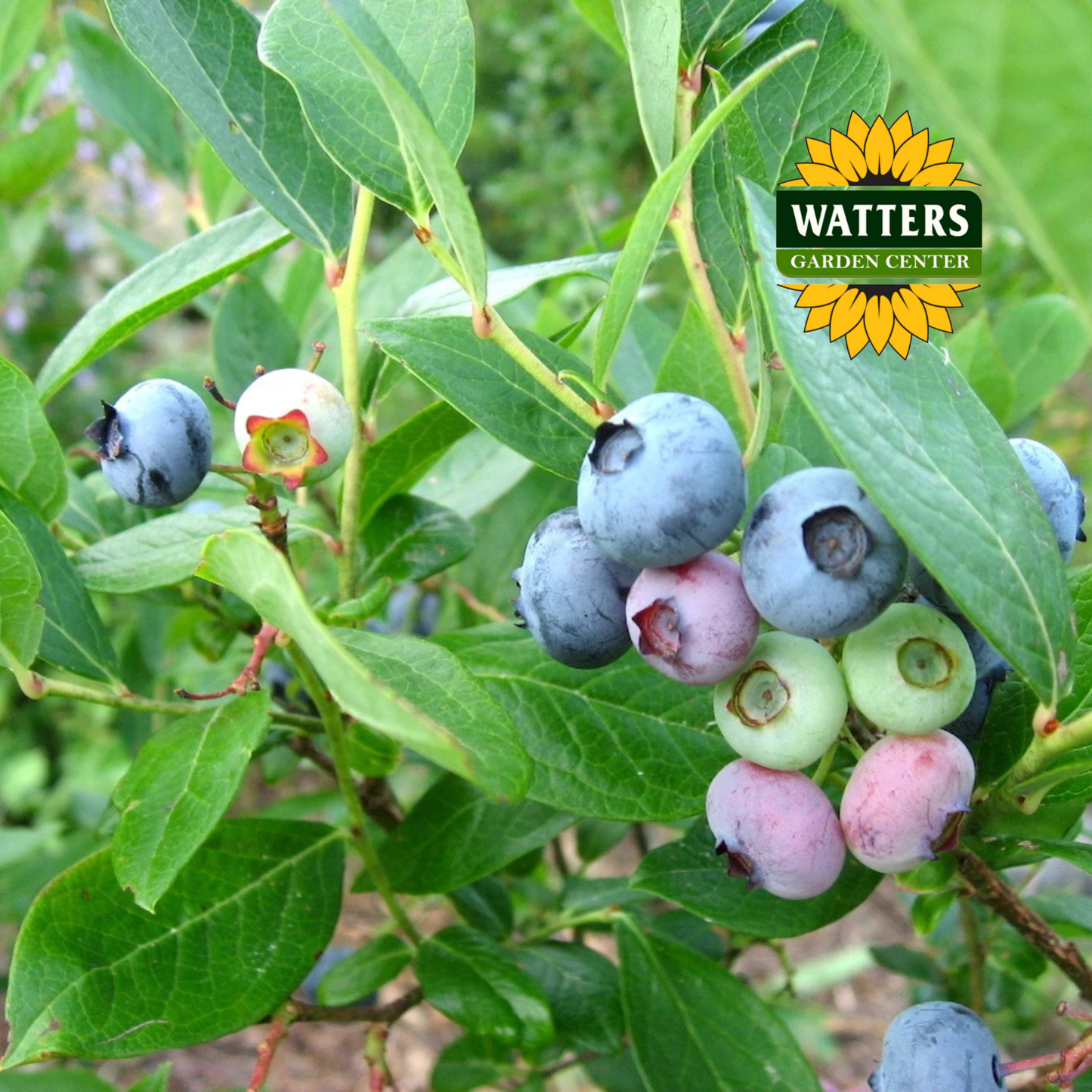 Duke Highbush Blueberry  - 1 gal 10"