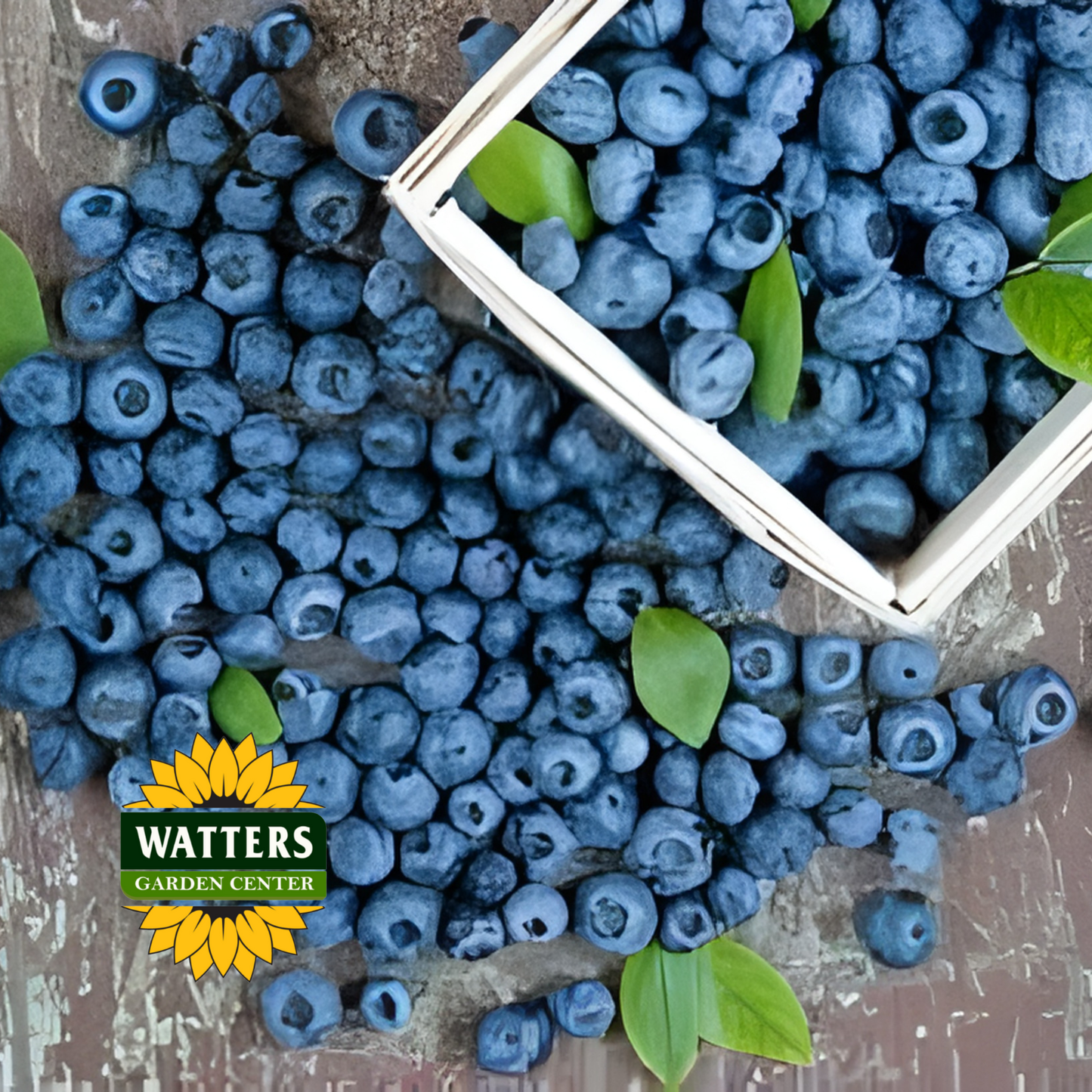 Duke Highbush Blueberry  - 1 gal 10"