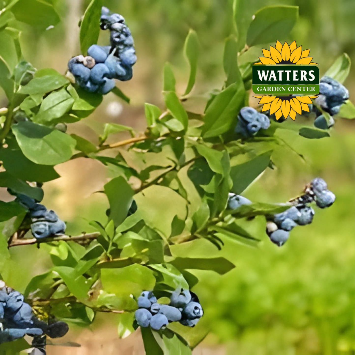 Duke Highbush Blueberry  - 1 gal 10"