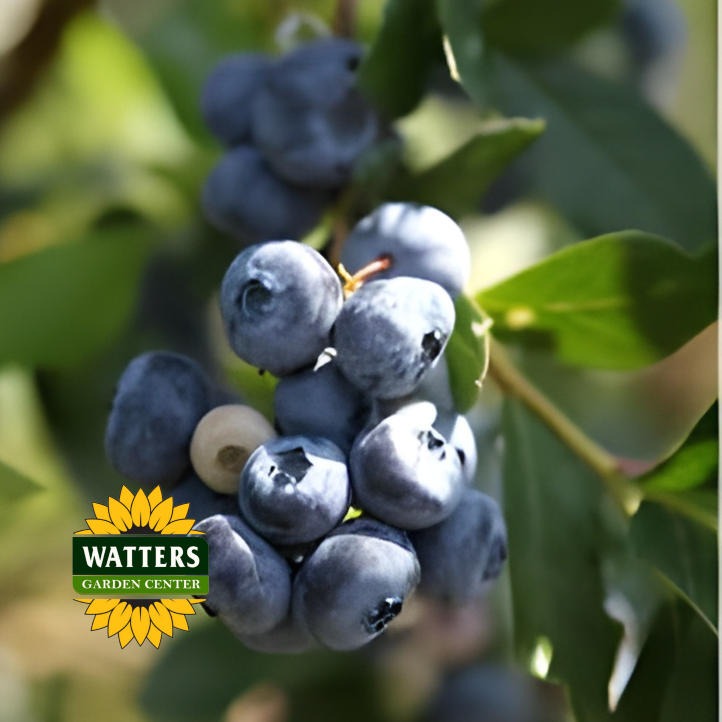 Duke Highbush Blueberry  - 1 gal 10"