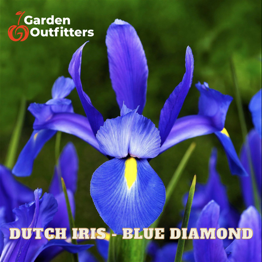 A close-up of a blue Dutch iris flower with vivid blue petals and a small yellow center, set against a blurred green garden background. The text 'Garden Outfitters' appears in the top left, and 'DUTCH IRIS - BLUE DIAMOND' is written across the bottom.