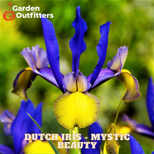 A close-up of a Dutch iris flower with vivid blue-purple petals and a bright yellow center, set against a blurred green garden background. The text 'Garden Outfitters' appears in the top left, and 'DUTCH IRIS - MYSTIC BEAUTY' is written across the bottom.