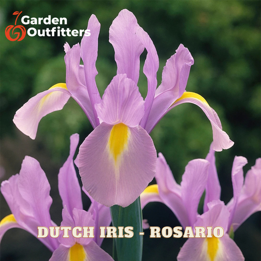 Purple Dutch iris flowers with yellow centers in full bloom, with the text 'DUTCH IRIS - ROSARIO' and a 'Garden Outfitters' logo on a blurred green background.