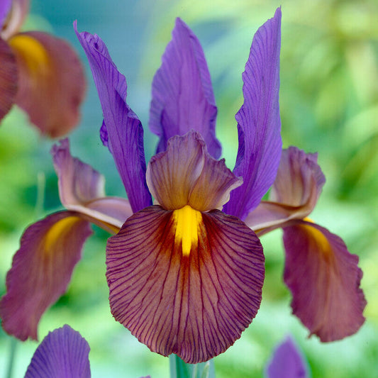 Dutch Iris - Eye of the Tiger