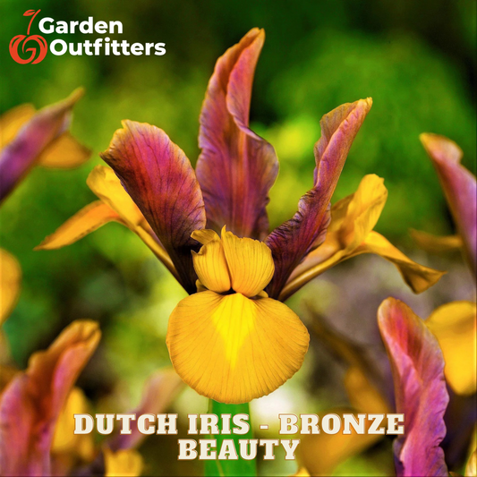 A close-up of a Dutch iris flower with bronze-brown and yellow petals, photographed outdoors with a blurred green garden background. The text 'Garden Outfitters' appears in the top left, and 'DUTCH IRIS - BRONZE BEAUTY' is printed across the bottom.