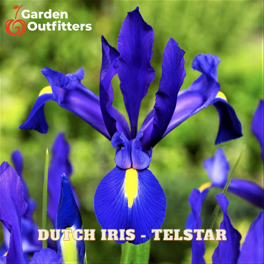 A close-up of a blooming purple tulip with a yellow center, surrounded by green foliage, with the text 'Garden Outfitters' and 'DUTCH IRIS - TELSTAR' on the image.