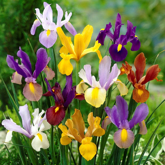 Dutch Iris - Spring Sparkle Mix