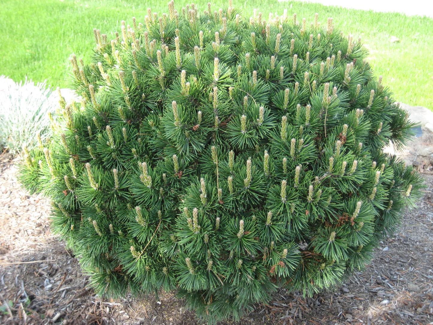 MUGO PINE 2gal