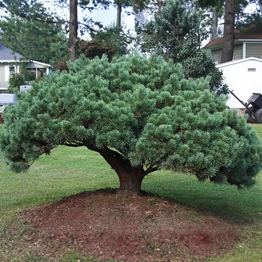 SCOTCH DWARF PINE 5gal