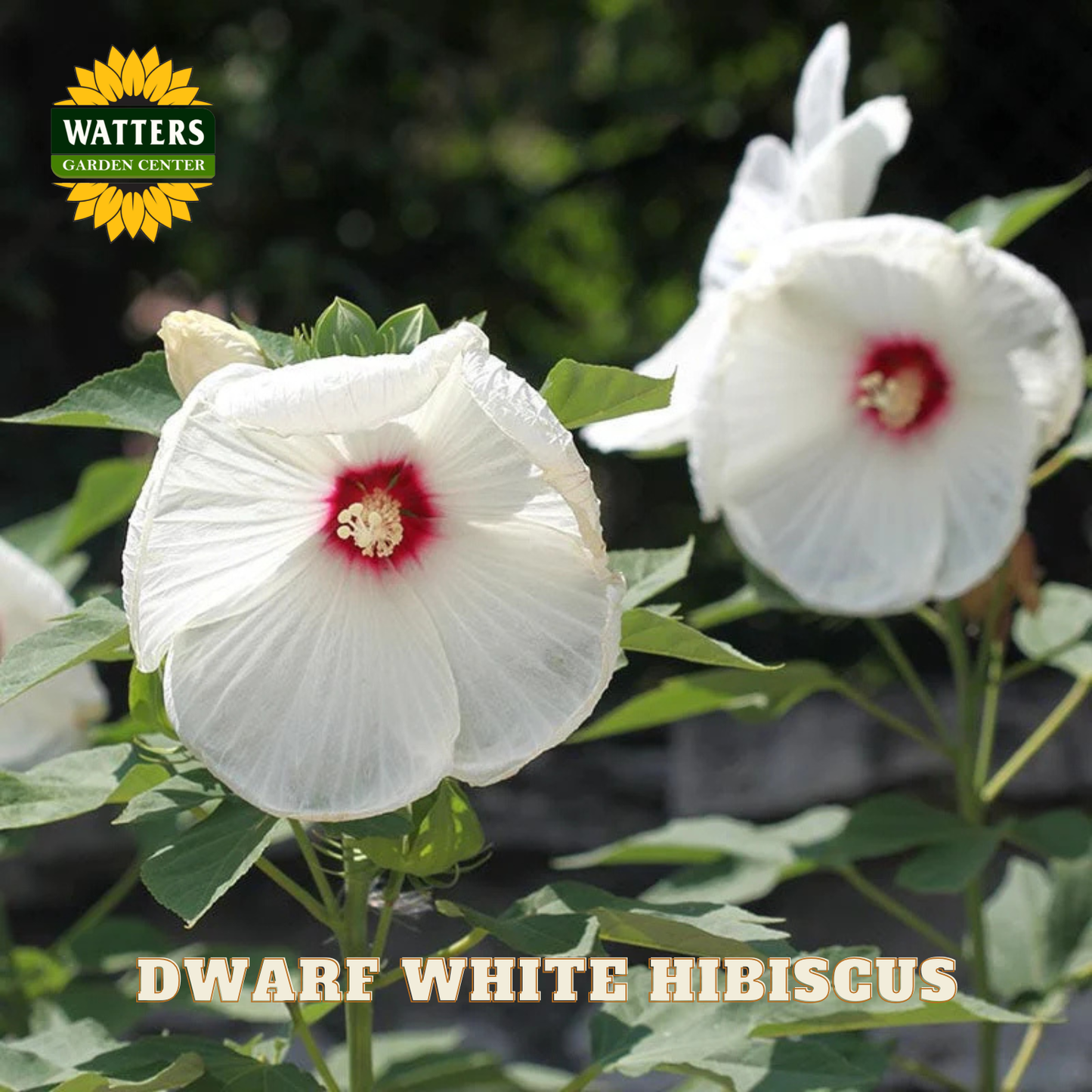 White hibiscus flowers with a red center on green leaves, branded with Watters Garden Center.