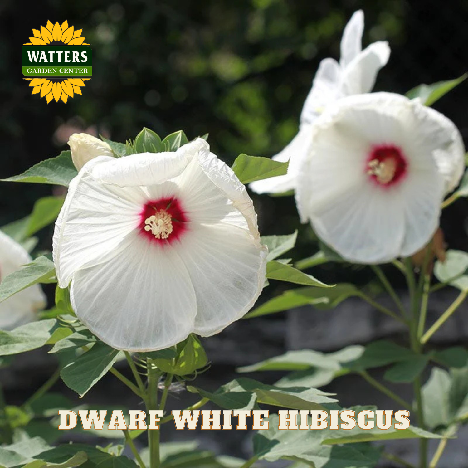 White hibiscus flowers with a red center on green leaves, branded with Watters Garden Center.