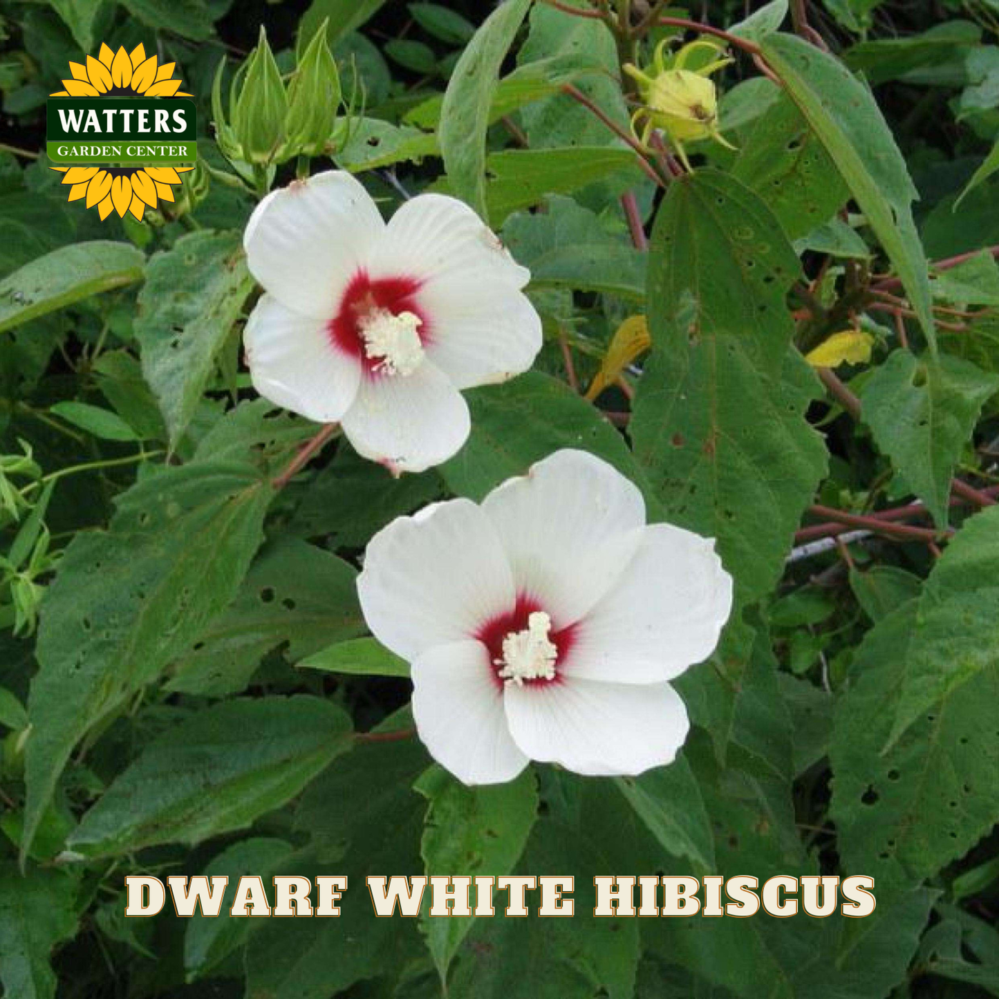 Two white hibiscus flowers with red centers on green leaves, branded with Watters Garden Center.