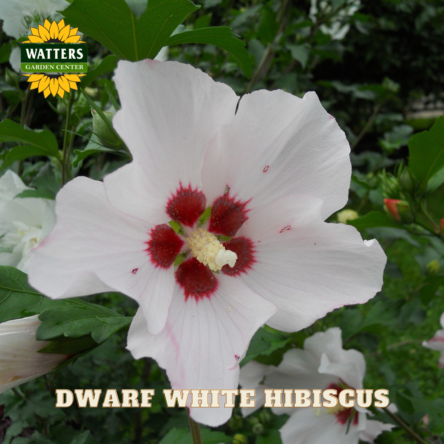 White hibiscus flower with red center on green leaves, Watters Garden Center logo visible.