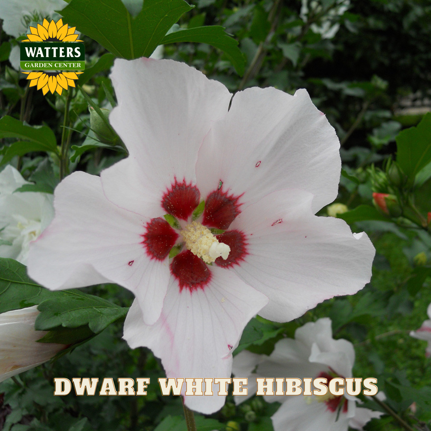 White hibiscus flower with red center on green leaves, Watters Garden Center logo visible.