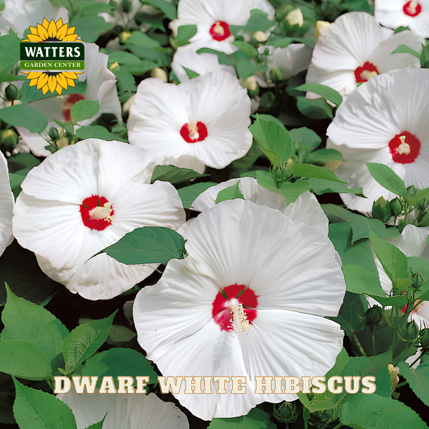 White hibiscus flowers with red centers and green leaves, branded with Watters Garden Center.