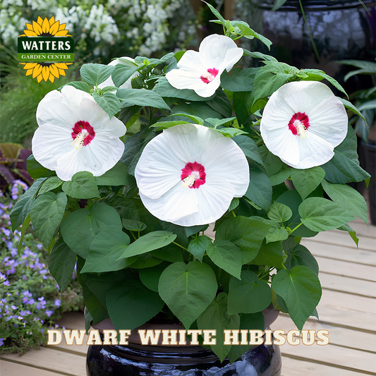 Potted plant of dwarf white hibiscus with Watters Garden Center branding.