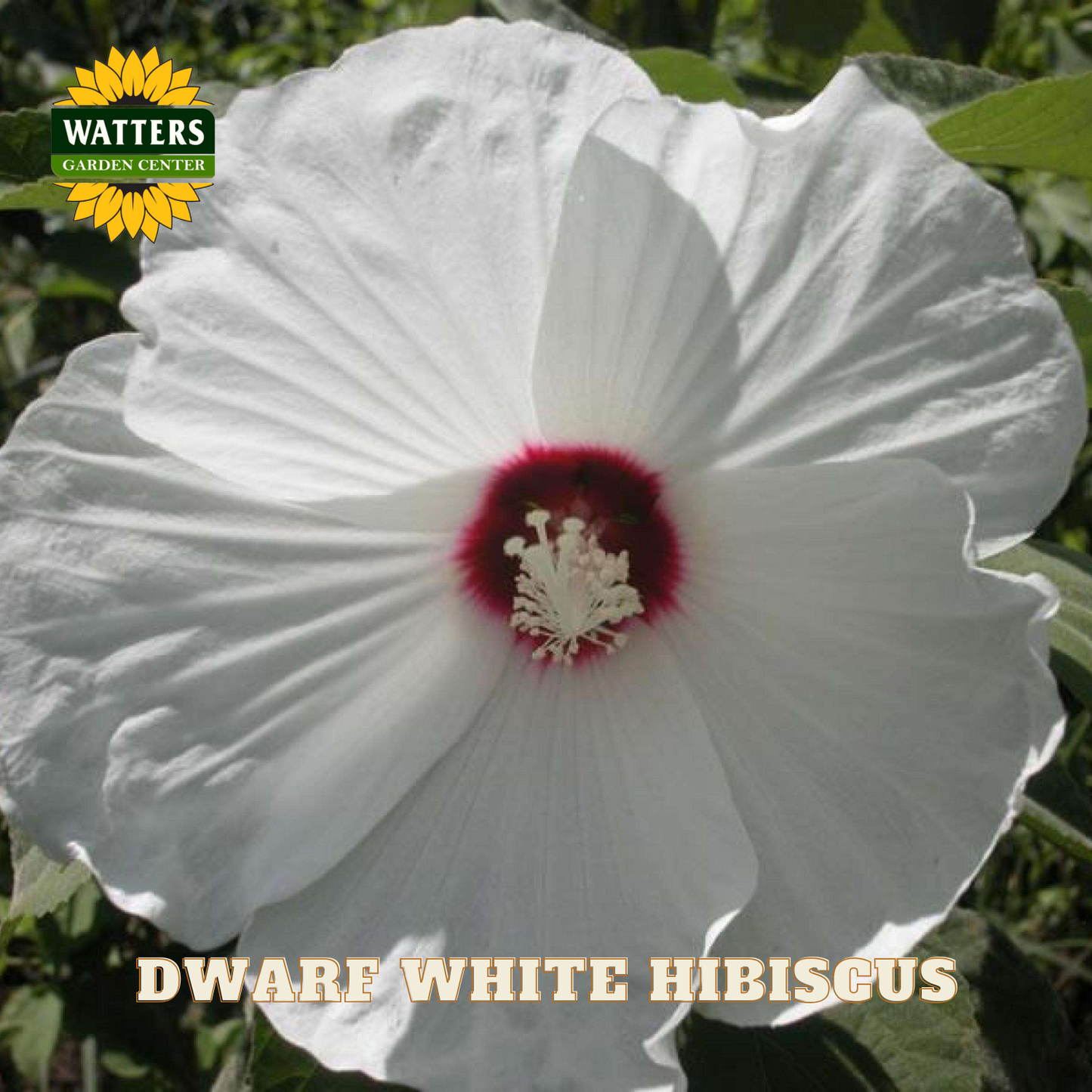 White hibiscus flower with a red center, labeled 'Dwarf White Hibiscus' and 'Watters Garden Center'.