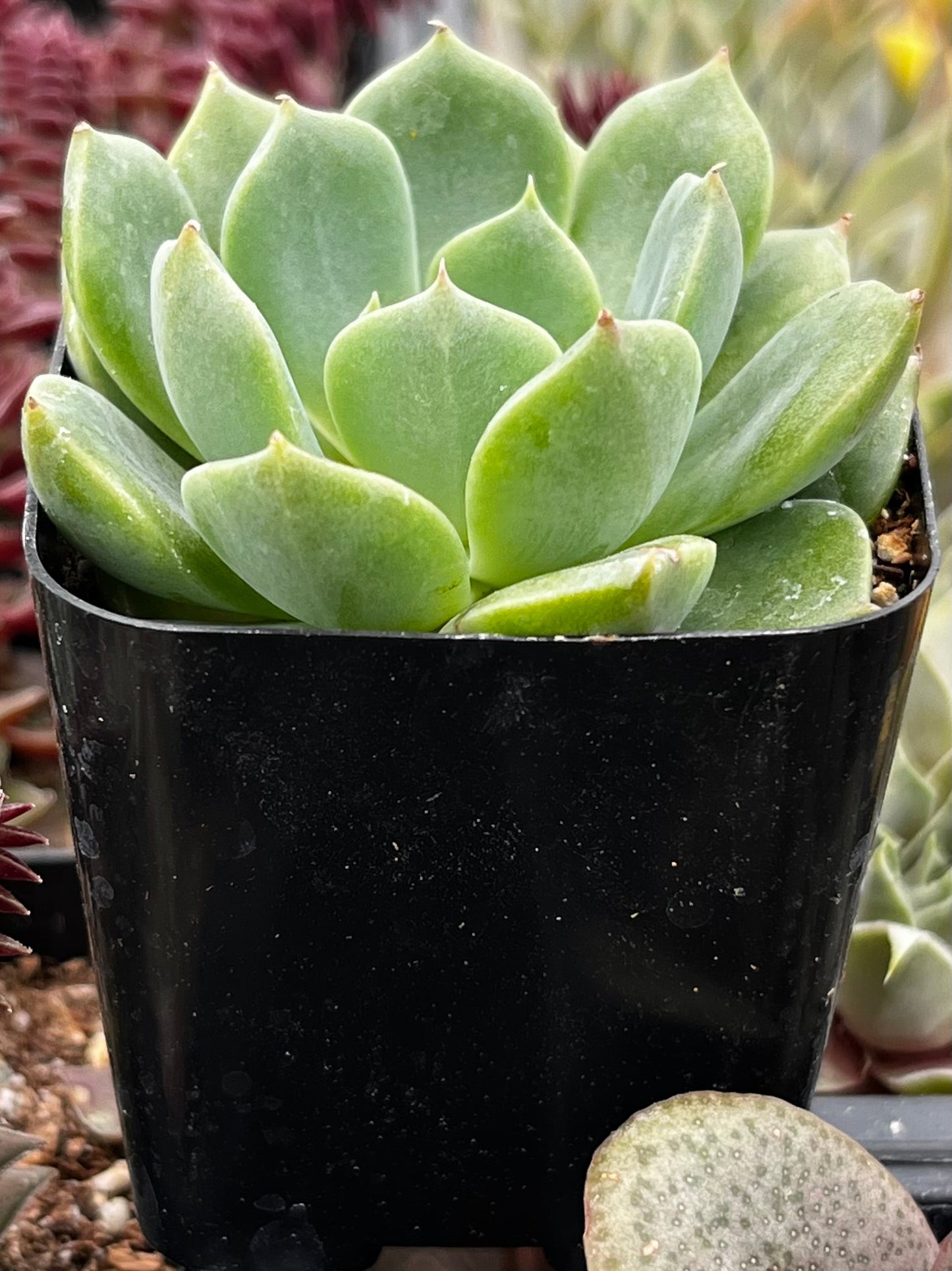 Sofia Echeveria