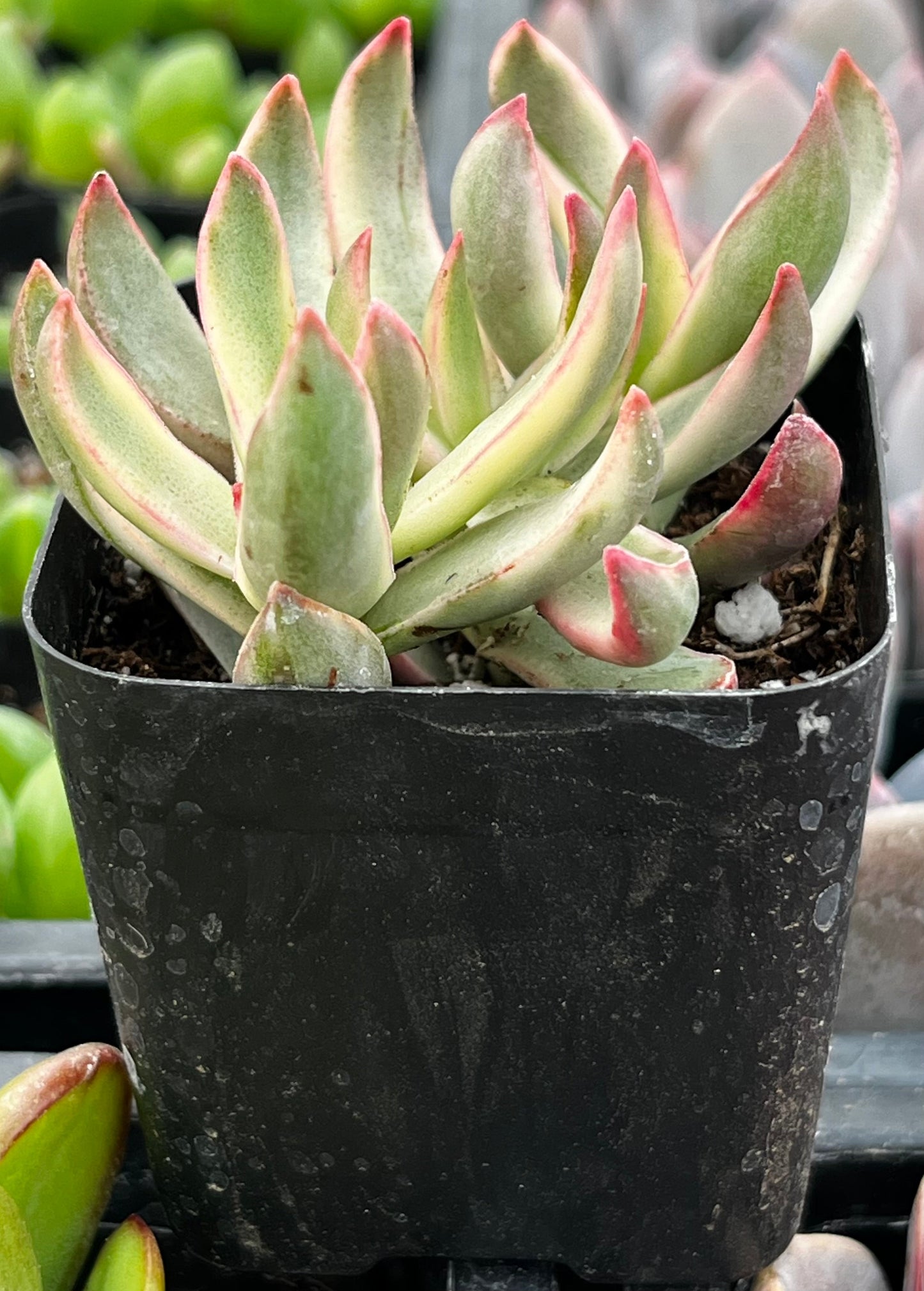 Candy Cane Crassula