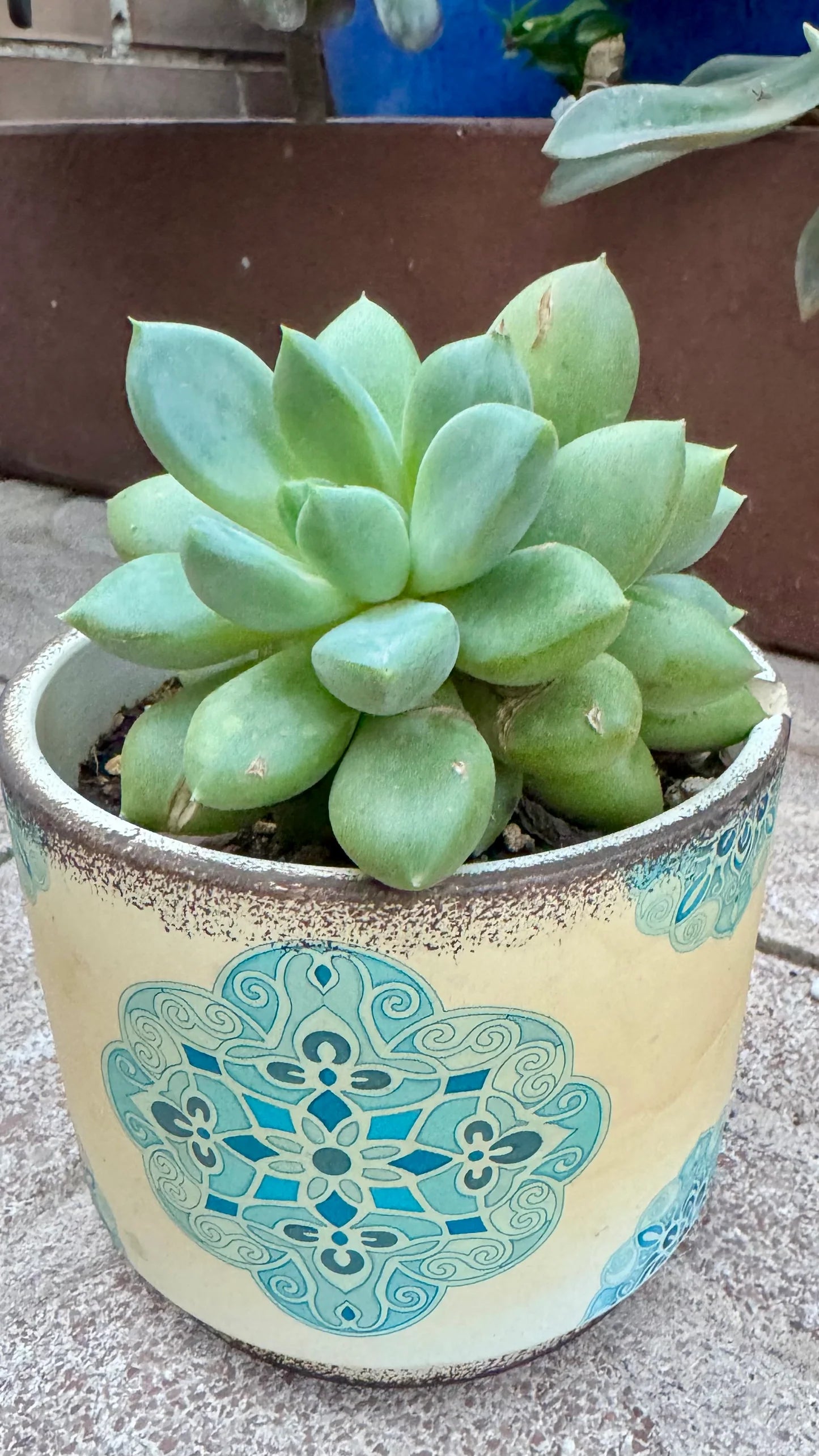 Spring Glow Sedum
